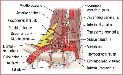 thumbs/Subclavian Artery.jpeg.jpg